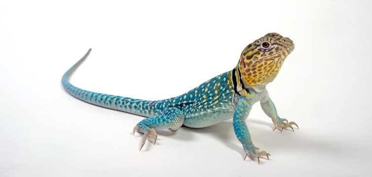 Halsbandleguan, M&auml;nnchen (Crotaphytus collaris) - Common collared lizard, male
