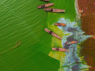 Aerial view of Ben Nom fishing village, a brilliant, fresh, green image of the green algae season...