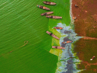 Aerial view of Ben Nom fishing village, a brilliant, fresh, green image of the green algae season on Tri An lake, with many traditional fishing boats anchored