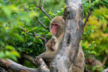 Naklejka na ściany i meble Japanese macaques on a rainy day in Arashiyama, Kyoto.