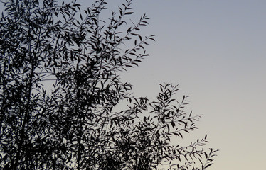 Silhouette of tree leaves in the late evening with sky in the background