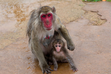 Naklejka premium A parent and child of Japanese macaque. I took this photo at Arashiyama in Kyoto on a rainy day.