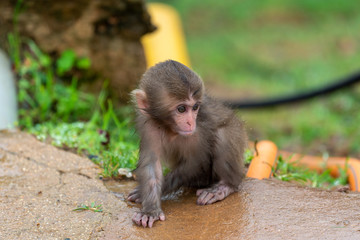 A baby Japanese macaque monkey.
I took this photo at Arashiyama in Kyoto on a rainy day.