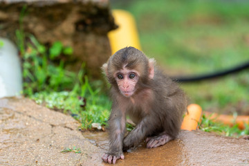 A baby Japanese macaque monkey.
I took this photo at Arashiyama in Kyoto on a rainy day.
