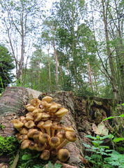 Group of mushrooms growing on a log in the woods with trees in the background