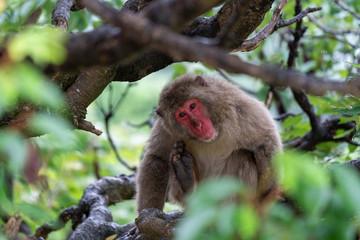 Japanese macaque on a rainy in Arashiyama, Kyoto.