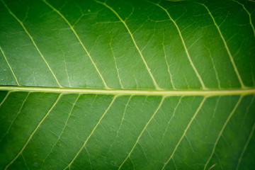 Macro images of texture and closeups Green leaf.