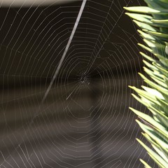 web close-up, green leaves peeking out from the side