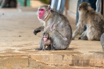 A parent and child of Japanese macaque.
I took this photo at Arashiyama in Kyoto on a rainy day.