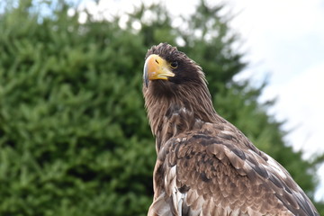 Sea eagle Portrait