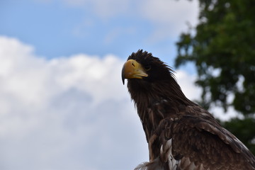 Sea eagle Portrait