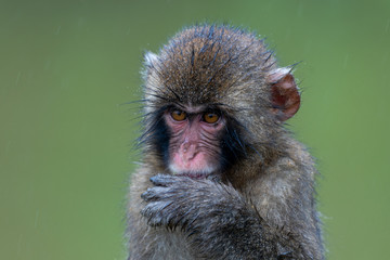 A baby Japanese macaque monkey.
I took this photo at Arashiyama in Kyoto on a rainy day.