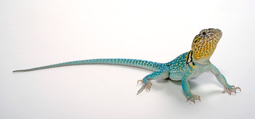 Common collared lizard, male / Halsbandleguan, Männchen (Crotaphytus collaris) 