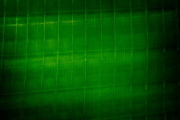 Macro images of texture and closeups banana leaf.