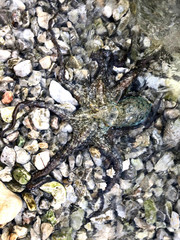 octopus on the stony beach