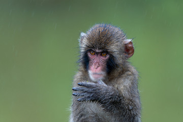 A baby Japanese macaque monkey.
I took this photo at Arashiyama in Kyoto on a rainy day.