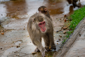 A baby Japanese macaque on top of its parent.
I took this photo at Arashiyama in Kyoto on a rainy day.