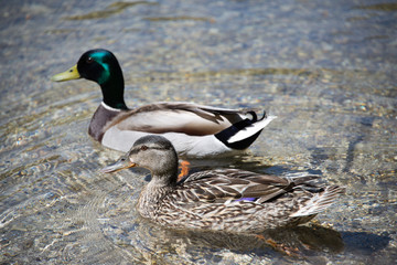 Naklejka na ściany i meble ducks in the lake austria