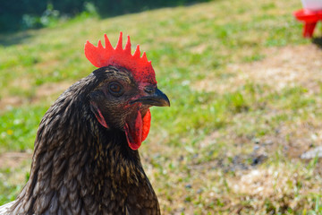 Closeup of a cute grey pet free range chicken with a red comb standing in a garden