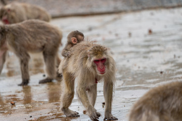 A baby Japanese macaque on top of its parent.
I took this photo at Arashiyama in Kyoto on a rainy day.