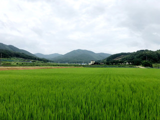 rice field in the mountains