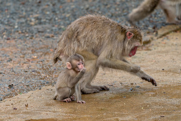 Japanese macaque in Arashiyama, Kyoto. A baby monkey and a mother monkey in the rain.