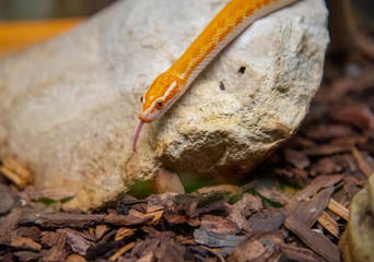 A bright red snake crawls on the stone.
