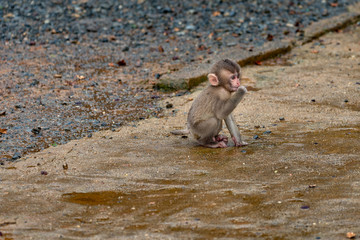 Japanese macaque in Arashiyama, Kyoto.
Shooting on a rainy day.