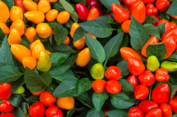 Closeup abstract view of ornamental orange and red pepper plant 