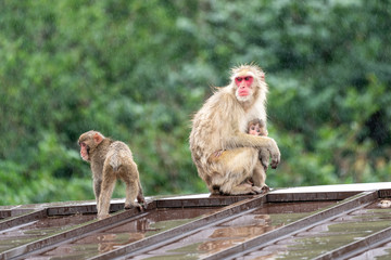 Japanese macaque in Arashiyama, Kyoto. A family of monkeys getting wet in the rain.