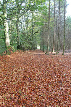 Wood On Dartmoor In Autumn