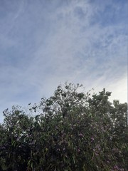 tree and sky