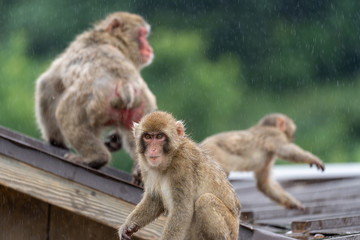 Japanese macaque on a rainy in Arashiyama, Kyoto.