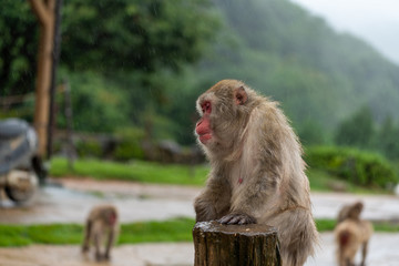 Japanese macaque in Kyoto on a rainy day.