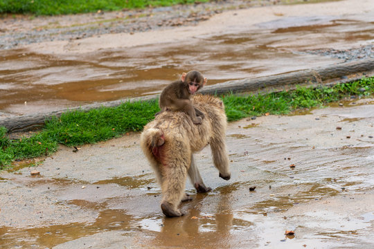 A baby Japanese macaque on top of its parent.
I took this photo at Arashiyama in Kyoto on a rainy day.