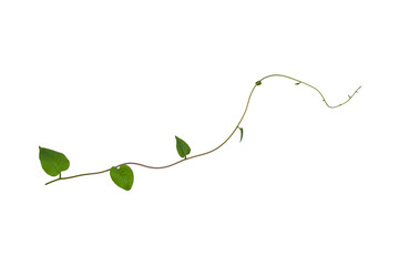 Hanging vines ivy foliage jungle bush, heart shaped green leaves climbing plant nature backdrop...