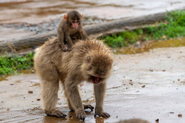 Japanese macaque in Arashiyama, Kyoto.
A baby monkey rides on the back of a mother monkey in the rain.