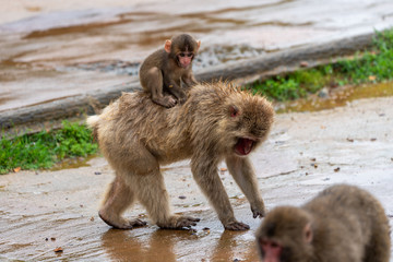 Japanese macaque in Arashiyama, Kyoto.
A baby monkey rides on the back of a mother monkey in the rain.