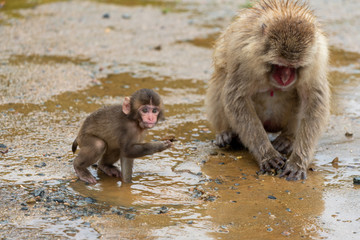 Japanese macaque in Arashiyama, Kyoto. A baby monkey and a mother monkey in the rain.