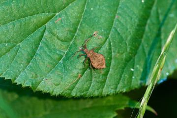 Larve einer Lederwanze ( Coreus marginatus )