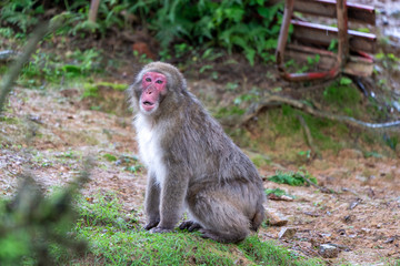 Japanese macaque on a rainy in Arashiyama, Kyoto.