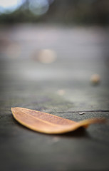 autumn leaves on the ground