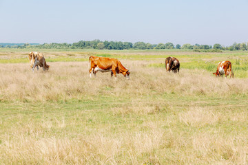 cows on pasture
