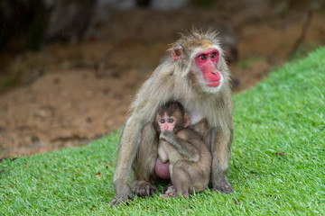 Japanese macaque in Arashiyama, Kyoto. A baby monkey and a mother monkey in the rain.
