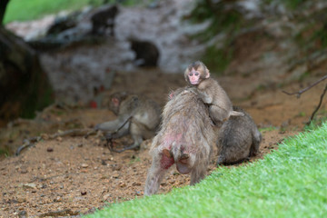 Japanese macaque in Arashiyama, Kyoto.
A baby monkey rides on the back of a mother monkey in the rain.