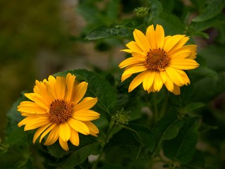 piękno kwiatów ogrodowych,słonecznik szorstki ozdoba ogrodów, kwiat, zółty, słonecznik, charakter, lato,