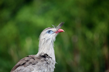 Seriema