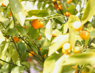 Tangerine tree in the garden, near the house in the summer, sunny morning. Difficulties in growing...