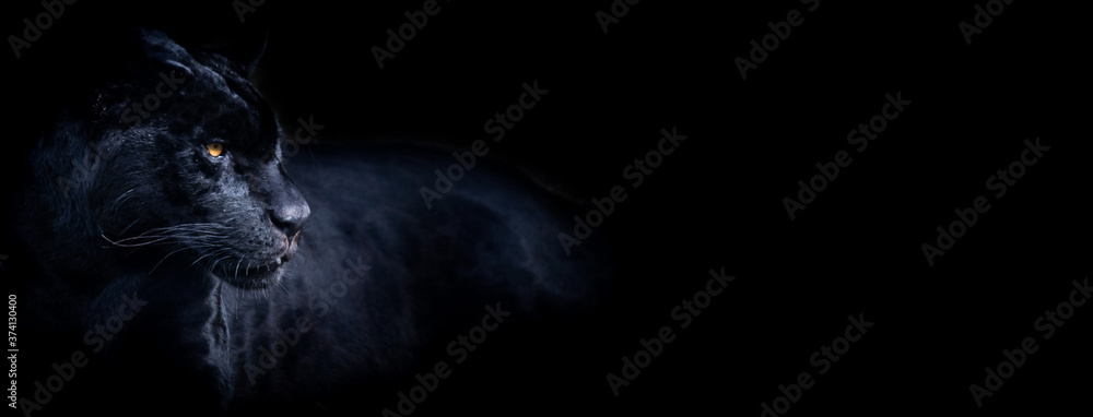 Canvas Prints template of a black panther with a black background
