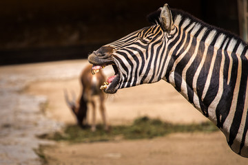 Naklejka premium zebra stripes portrait of savanna in nature
